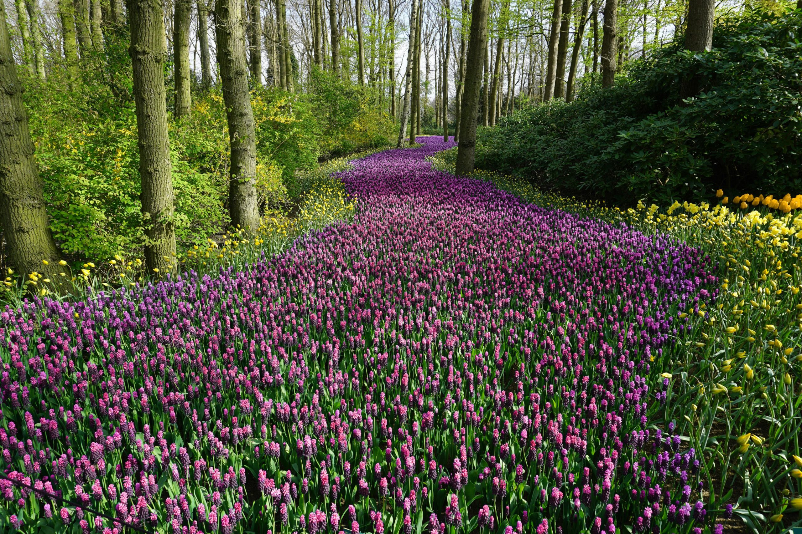 Lente editie 2025!